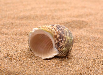 Seashells on a sandy background