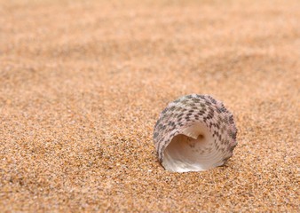 Seashells on a sandy background