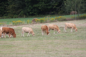 Naklejka na ściany i meble Light brown colored cows gathering in a small pasture at the end of summer.