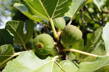 corward in the sun,fruit, corward green, food, gooseberry, tree, fig, plant, leaf, nature, fresh, ripe, berry, branch, agriculture, healthy, garden, sweet, summer, organic, gooseberries, fig