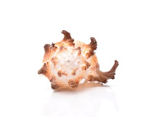 Sea shell isolated on white
