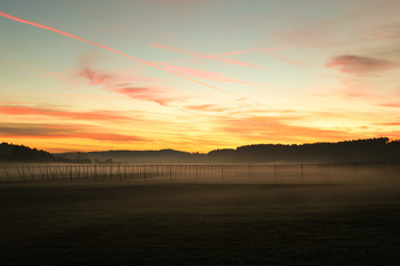 Hopfengarten im Herbst