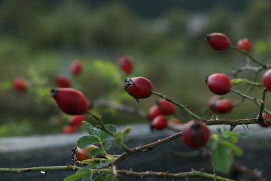 hip flower