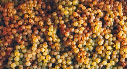 white grapes for sale on the market stall