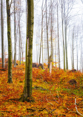 Nice autumnal scene in the forest