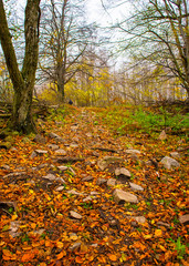 Nice autumnal scene in the forest