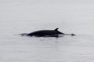Fototapeta premium Whale watching in Tadoussac