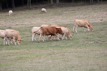 Obraz na płótnie Canvas Light brown colored cows gathering in a small pasture at the end of summer.
