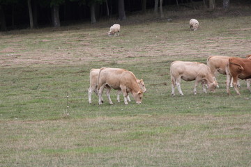 Light brown colored cows gathering in a small pasture at the end of summer.

