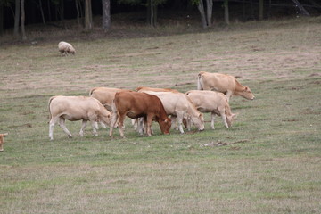 Obraz na płótnie Canvas Light brown colored cows gathering in a small pasture at the end of summer.