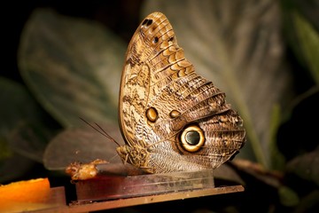 Caligo atreus (the yellow-edged giant owl) butterfly