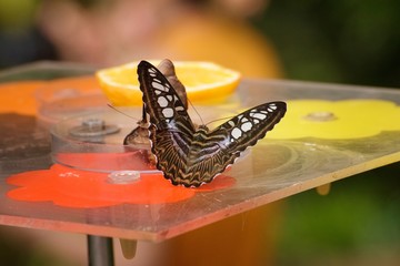 The Clipper species of nymphalid butterfly (Parthenos sylvia)