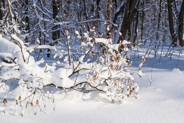 sunny snowy winter forest, snowdrifts, snow on tree branches