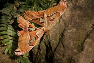 One of the largest butterfly in the world attacus atlas