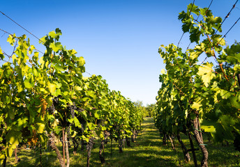 Fototapeta na wymiar Detail view of vineyard with ripe grapes. Fresh home-grown grapes ready for harvest. Golden evening light. Shallow depth of field.