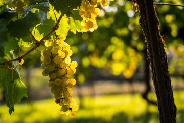 Fototapeta premium Detail view of vineyard with ripe grapes. Fresh home-grown grapes ready for harvest. Golden evening light. Shallow depth of field.