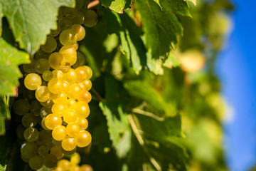Detail view of vineyard with ripe grapes. Fresh home-grown grapes ready for harvest. Golden evening light. Shallow depth of field.