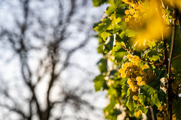 Detail view of vineyard with ripe grapes. Fresh home-grown grapes ready for harvest. Golden evening light. Shallow depth of field.