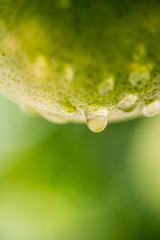 Unripe Green Grapefruit with Tree