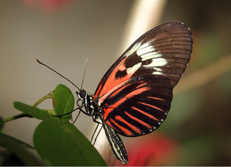 Butterly