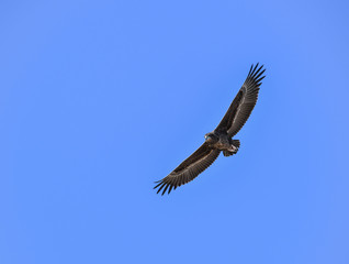 Batteleur Eagle