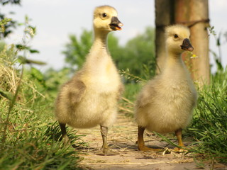 Small geese for a walk