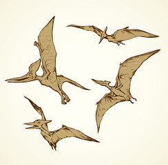 Pterodactyl. Vector drawing © Marina