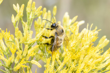 Bumble Bee (Bombus griseocollis) Collecting Pollen on Wild Yellow Flowers in Colorado