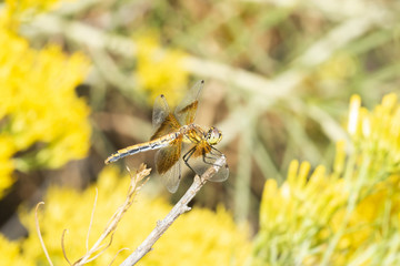 Band-winged Meadowhawk  Dragonfly (Sympetrum semicinctum) Perched on a Thin Branch in Colorado
