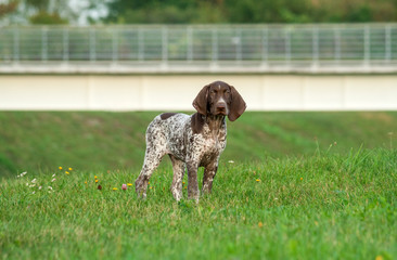german shorthaired pointer, german kurtshaar one spotted puppy with brown ears stand on grass...
