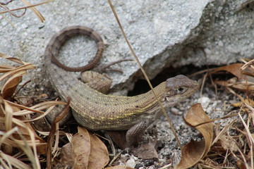 Small Lizard