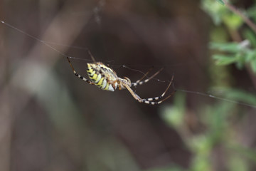 The spider repairs its networks ...