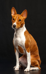 Basenji Dog on Isolated Black Background in studio