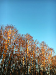 Orange trees in autumn
