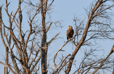 Batteleur Eagle, 