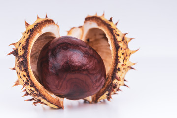 chestnuts in the shell on the surface