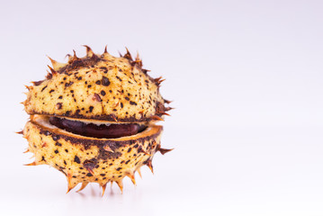 chestnuts in the shell on the surface