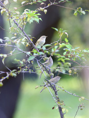 Three birds are sitting on the branches of a small tree ..