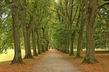 Lindenallee im Park im Spätsommer