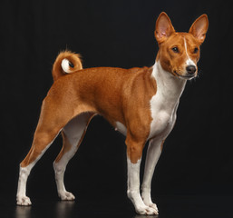 Basenji Dog on Isolated Black Background in studio