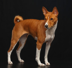 Basenji Dog on Isolated Black Background in studio