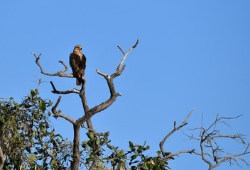 Verreaux Eagle