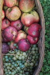 Organic fruit in summer grass
