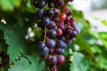 bees on mature sweet grapes