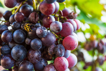 bees on mature sweet grapes