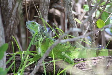 Obraz premium Blue and Green Lizard