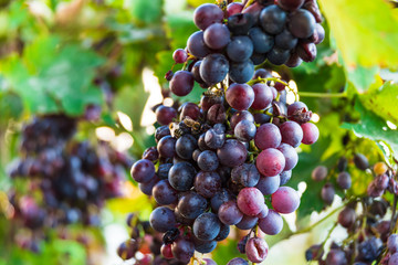 bees on mature sweet grapes