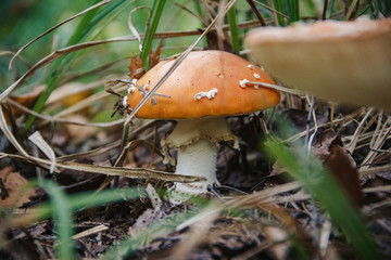 Shot of beautiful Amanita in the forest, close-up