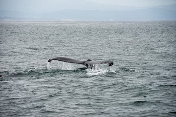 Fototapeta premium Wal