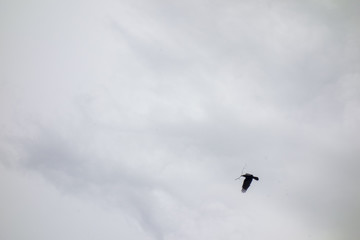 Oiseau dans ciel avec une branche dans le bec